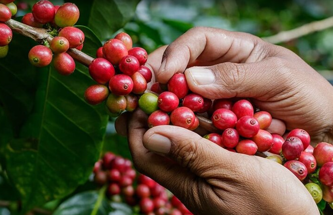 Coffee Lovers Immersion