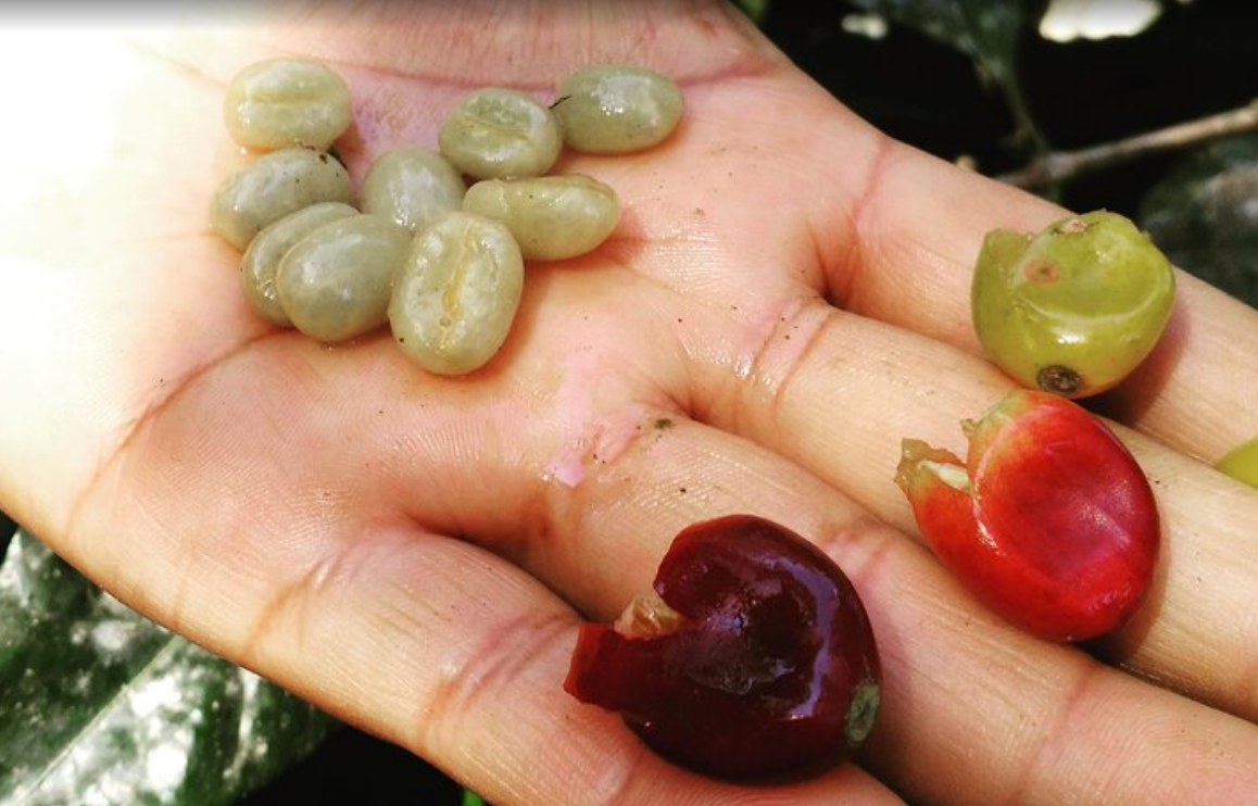 Coffee Lovers Immersion - Image 3